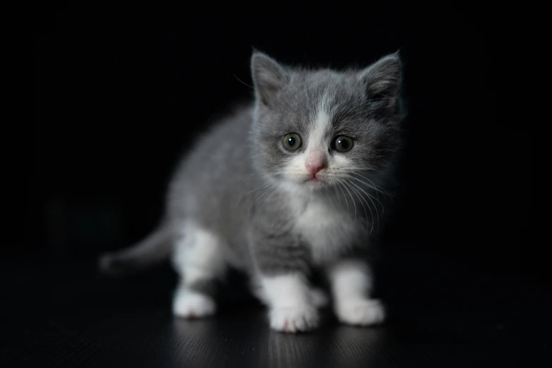 a gray kitten with blue eyes standing in the dark
