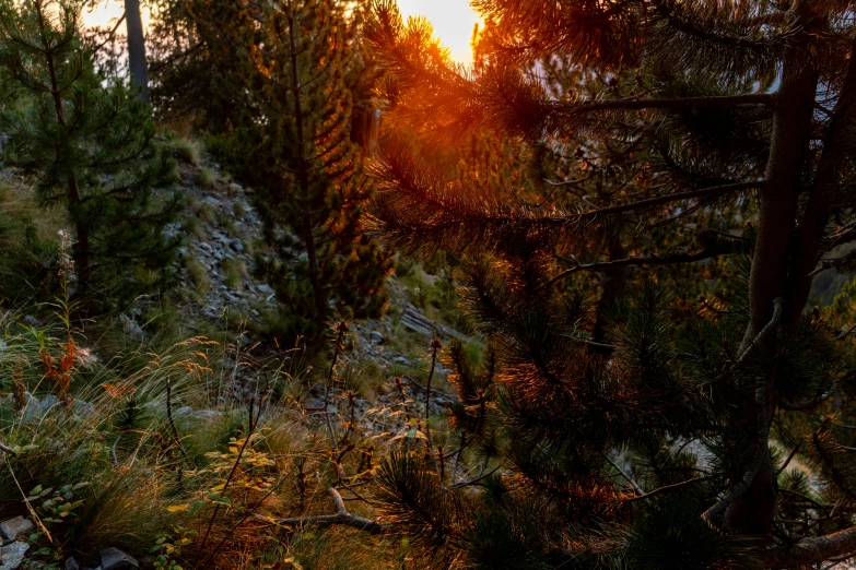 the sun shining through some trees in a wooded area