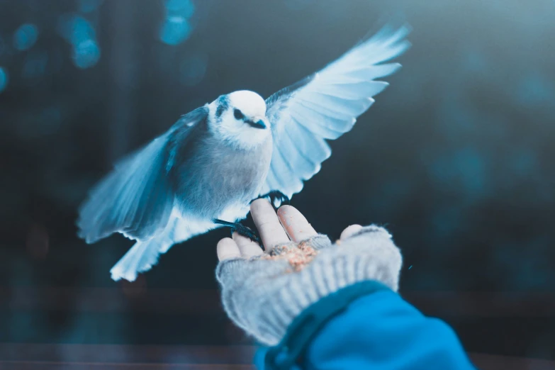 a person holds the hand of a dove on the tip of his finger