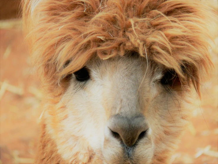 a close up view of a sheep's head and the fur