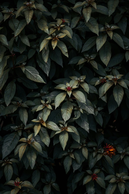 some flowers growing up the side of a large tree