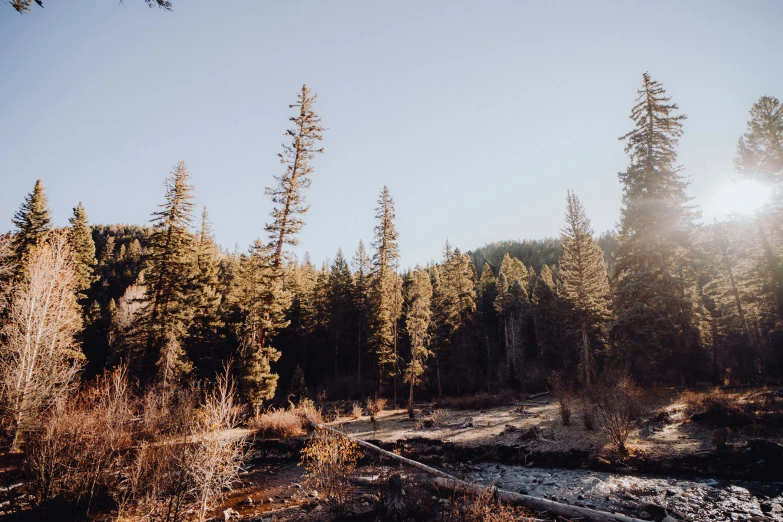 sun shining through the trees near a river