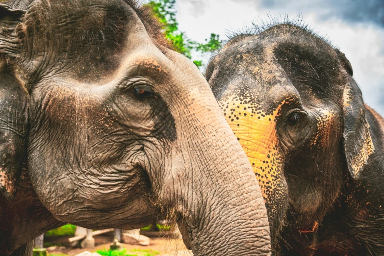 two large elephants standing next to each other on a field