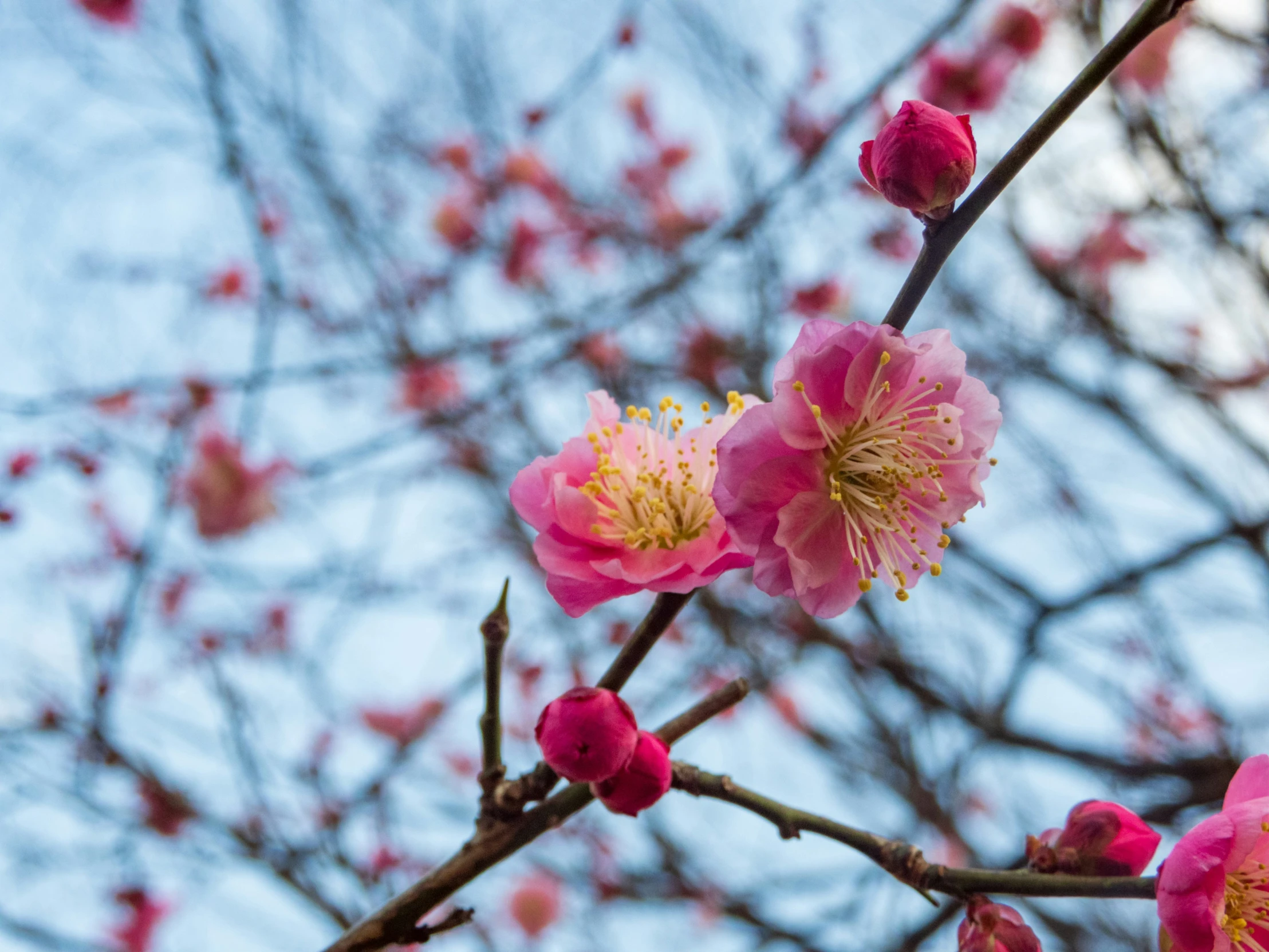 some kind of tree nch with pink flowers