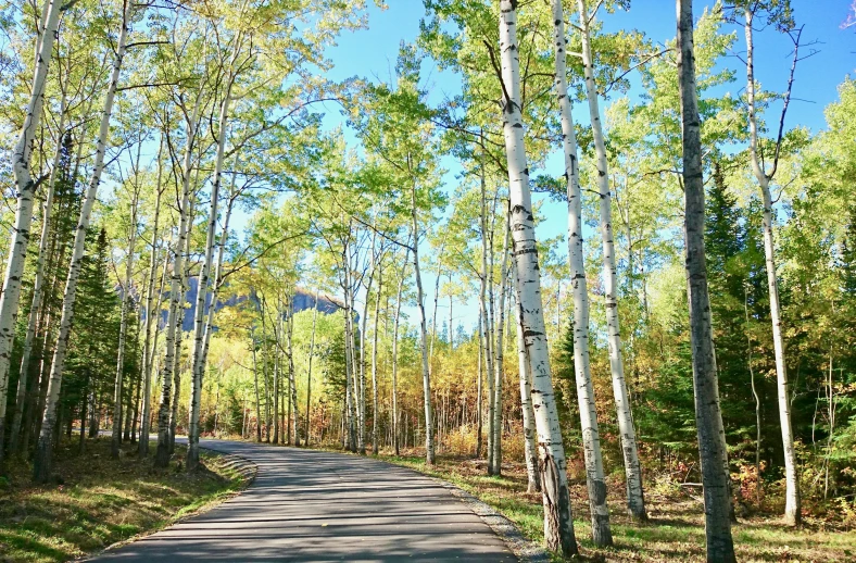 a tree lined road with no people on it