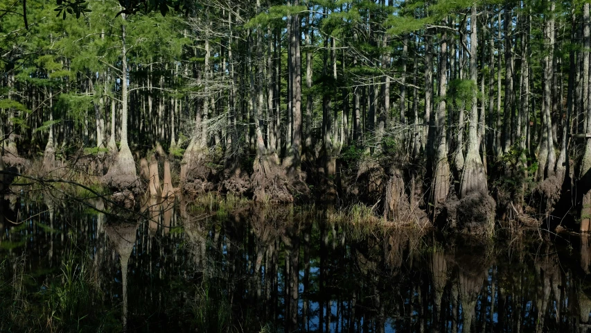 a river is surrounded by trees that have no leaves