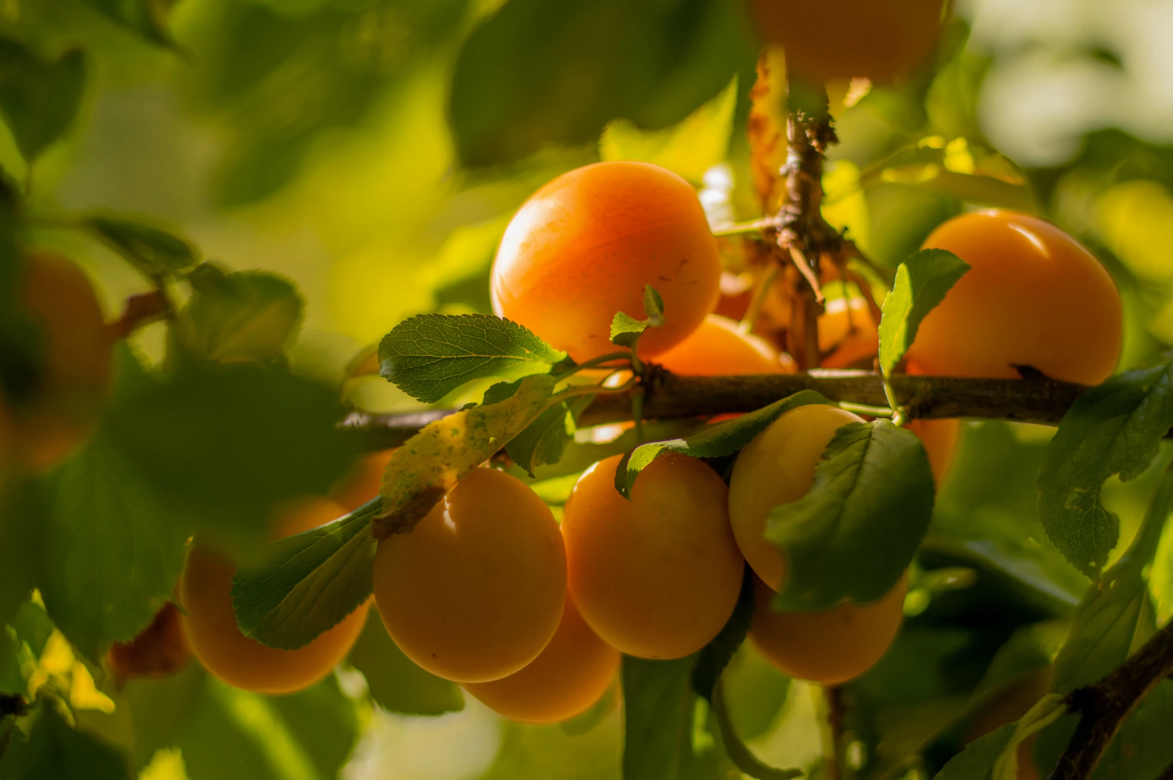 closeup of orange fruit hanging in a tree