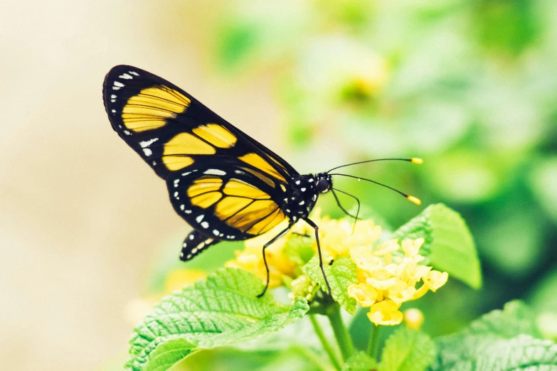 a monarch erfly sitting on top of a yellow flower