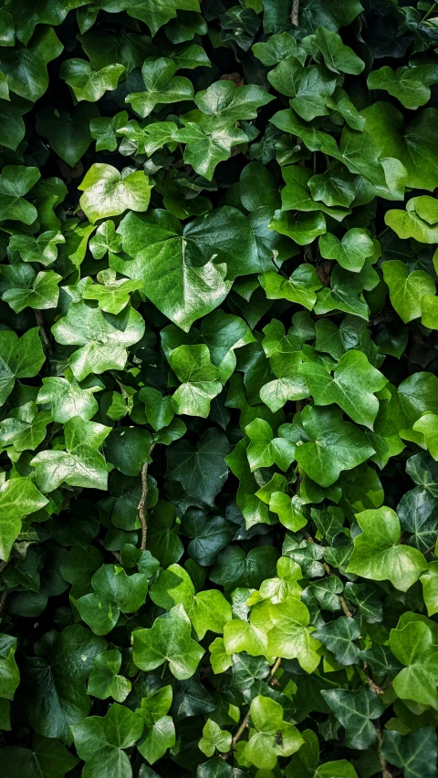 a close up view of some leaves on the wall