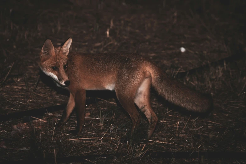 the small fox is walking in a dark meadow