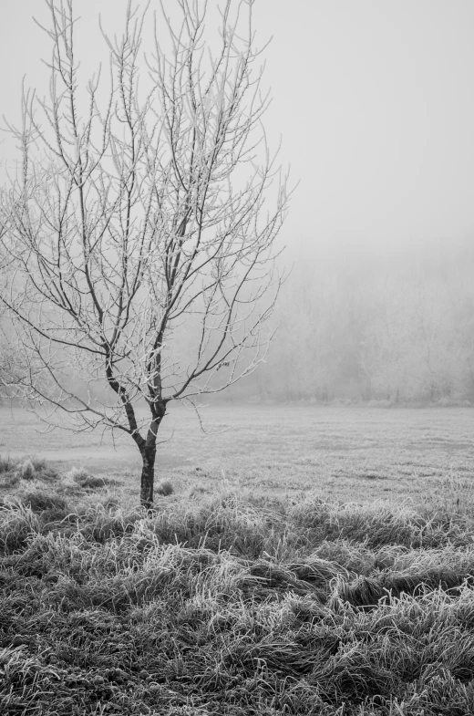 black and white pograph of tree in foggy field