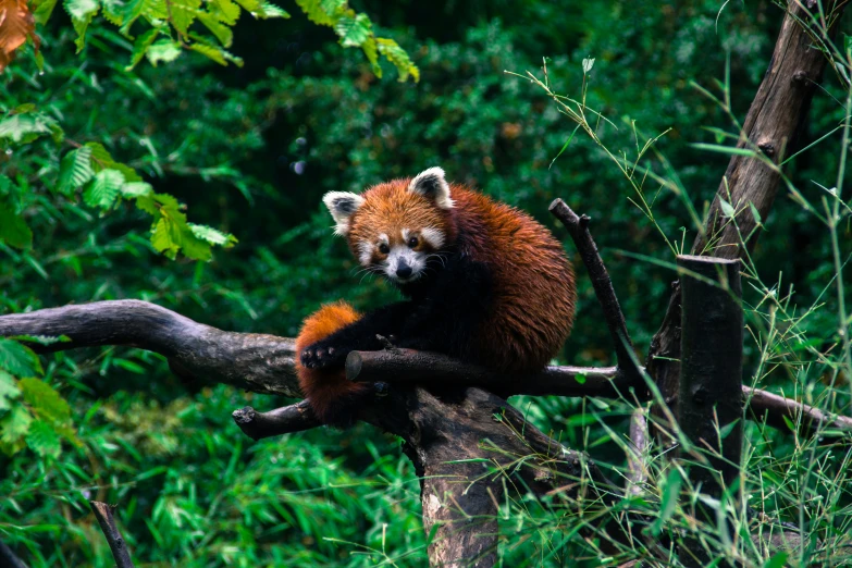 a red panda bear in a tree nch