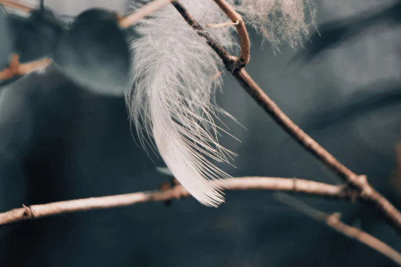 a nch with some white feathers hanging on it