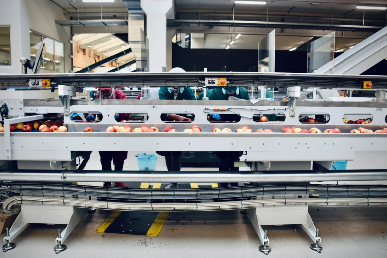 a production line with several rows of apples in a warehouse