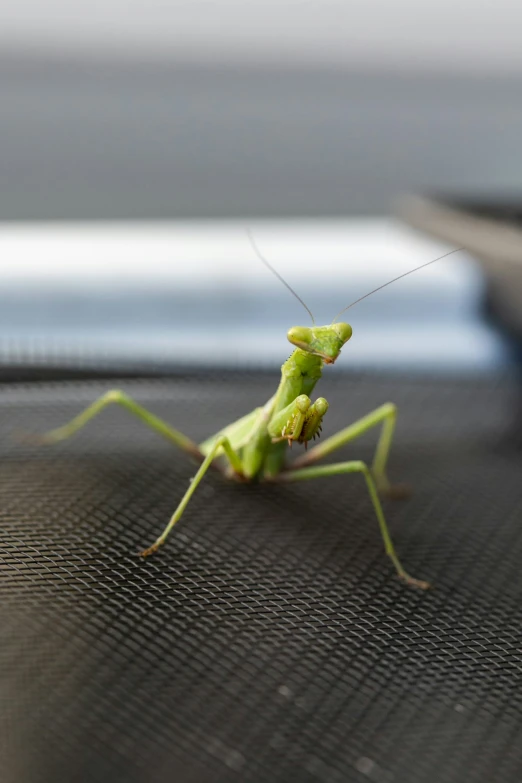 a large green insect sitting on top of a surface