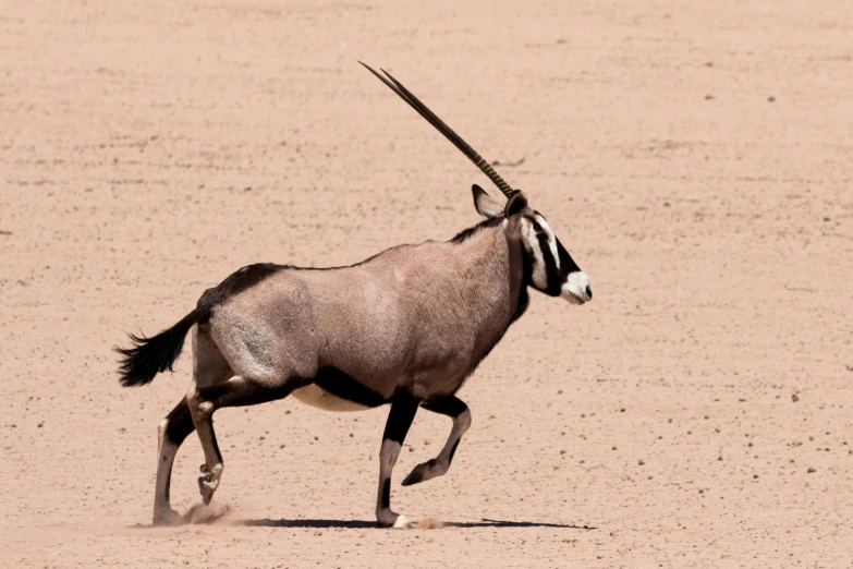 an antelope runs in the desert and shows off his very sharp tail