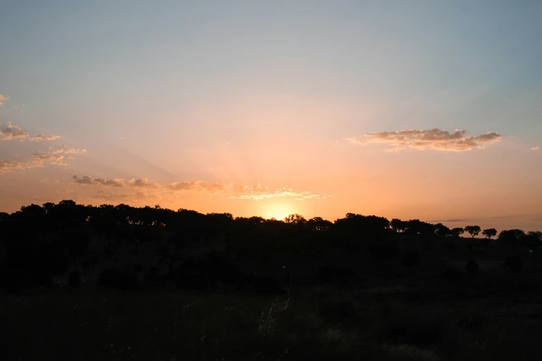 sunset over trees in grassy area on cloudy sky