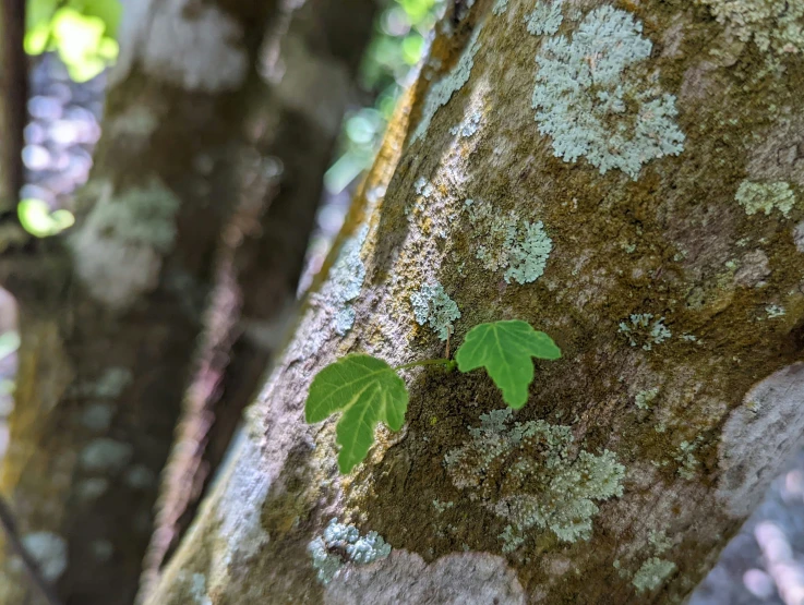 green leaves are splaying up the bark of a tree