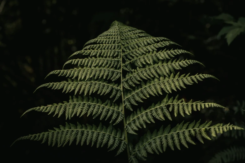 the green plants are glowing on the dark night