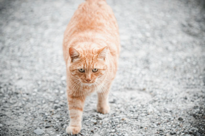 a close up of a cat walking on a gravel road