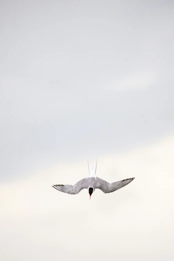a white bird in flight with its wings spread