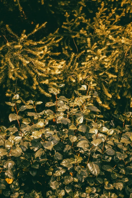 a group of leaves surrounding a red object with red highlights