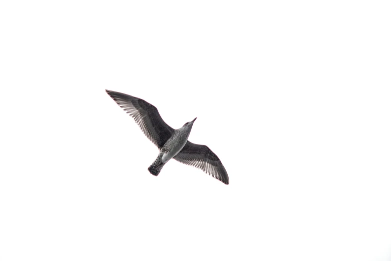 a small bird flying in a gray cloudy sky