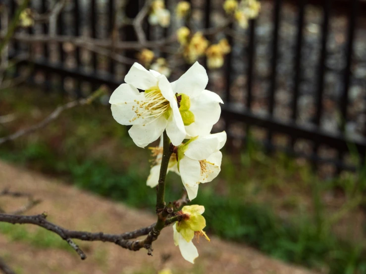 flowers hang from a nch in front of an iron gate