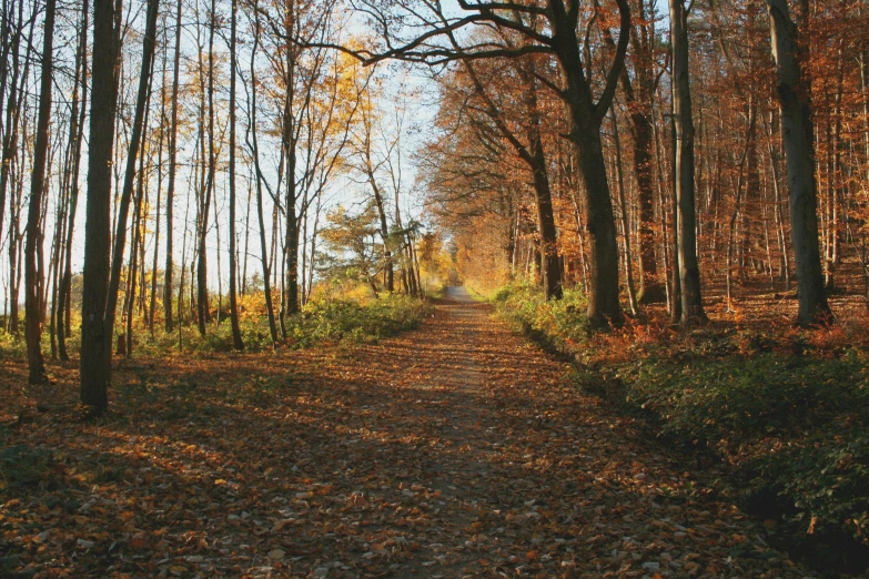 an empty dirt road with autumn foliage along it