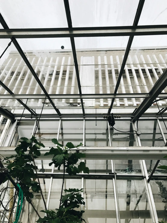 an outside greenhouse with hanging plants on both sides