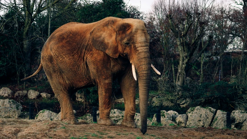 an elephant standing in the dirt by some trees