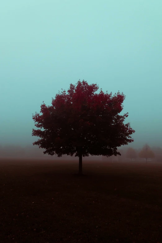 a lone tree in an empty field on a misty day