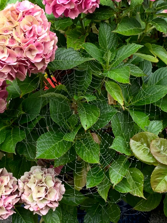 a cluster of flowers with a spider web in the middle