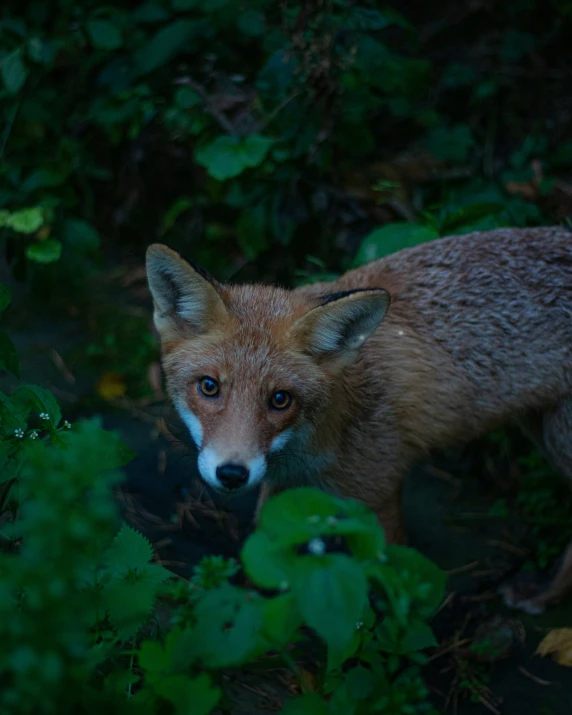 a brown fox standing in the middle of a forest