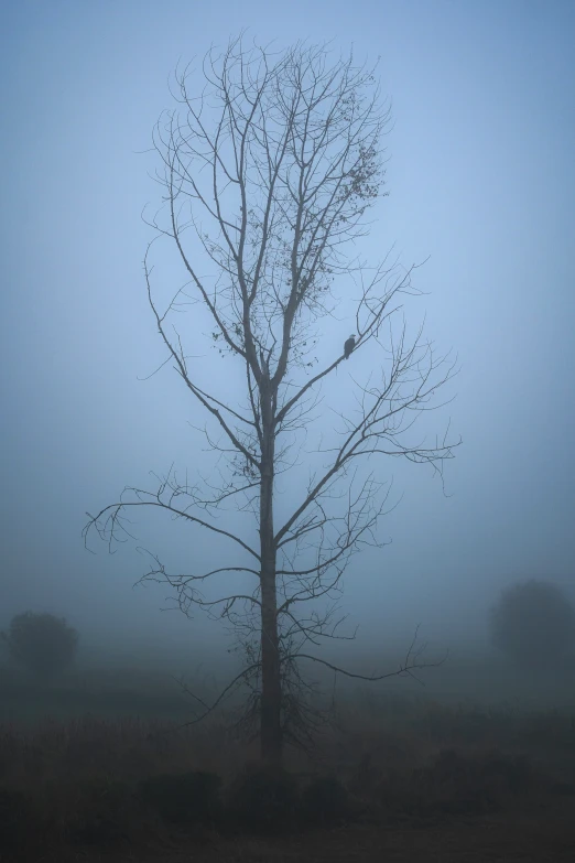 a single tree on the side of a field