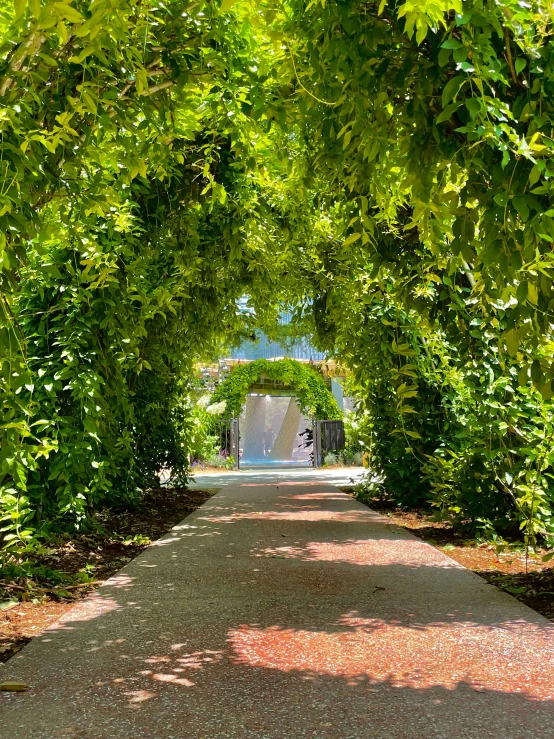 there is a walkway lined with a series of leafy trees