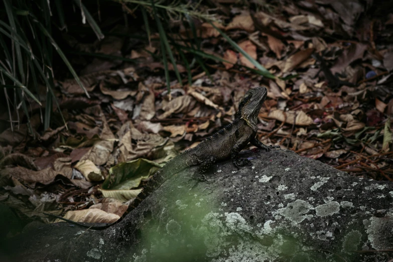 an image of a lizard sitting on top of a rock