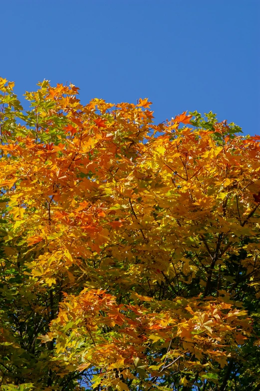 some leaves and some trees are yellow orange and green