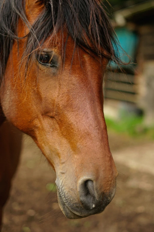 the horse is standing alone on the farm