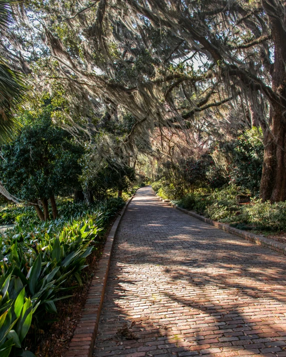 a walkway leading to some trees and bushes