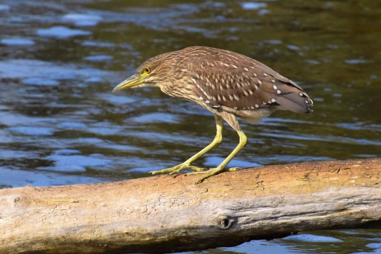 a small bird is sitting on a log in the water