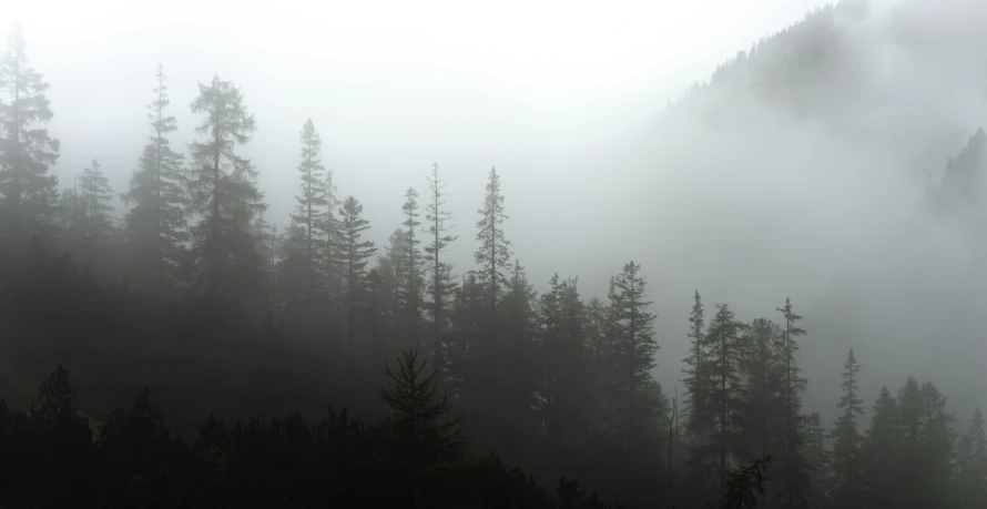 some trees on a hill with fog on it