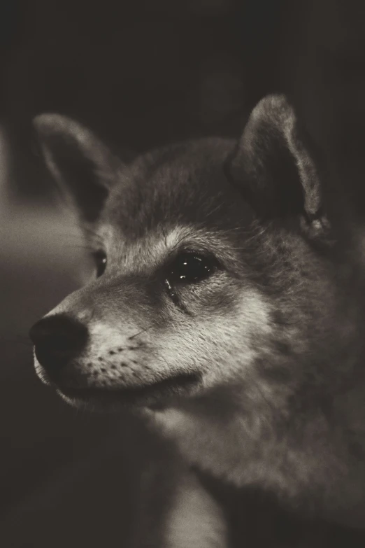 black and white po of a small brown dog