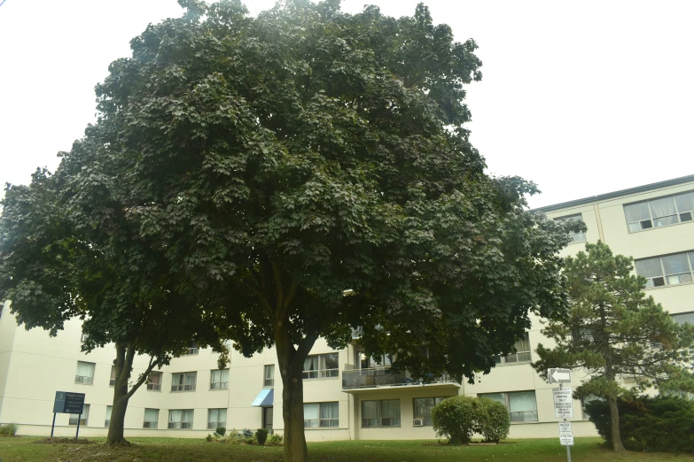 the large tree next to a residential building