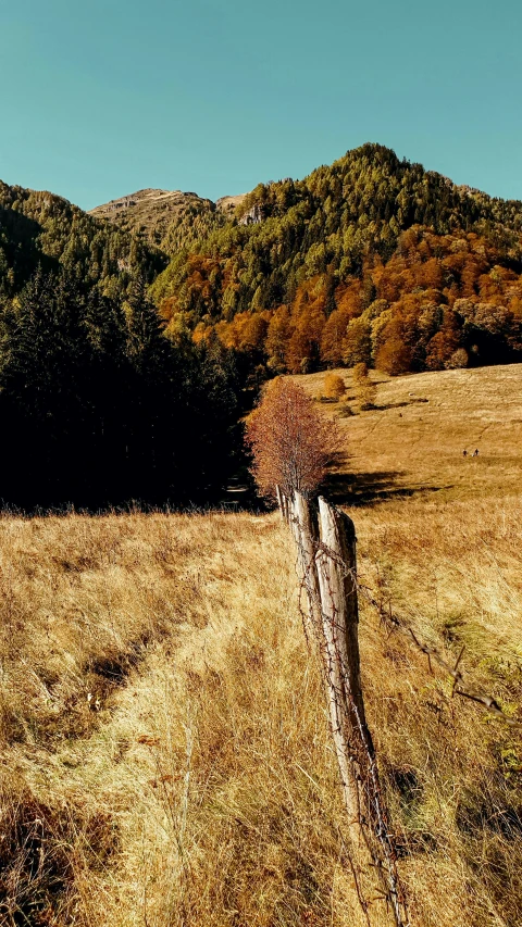 a brown field with some trees in the distance