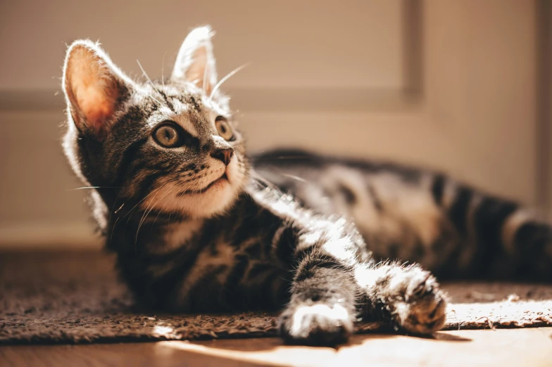 a cat that is laying down on the ground