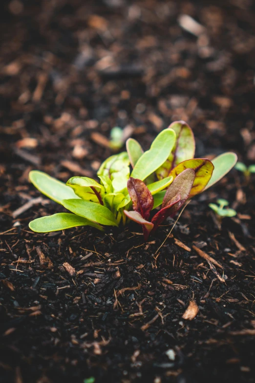 small red and yellow plant sitting in the dirt