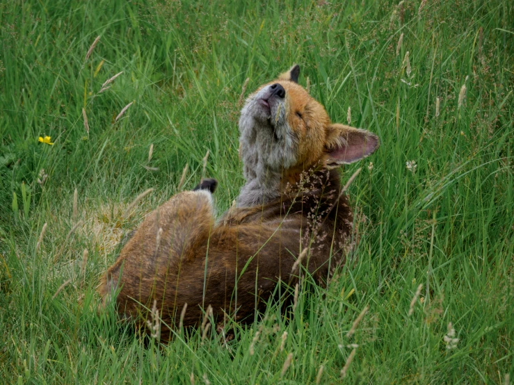 a dog that is laying down in the grass