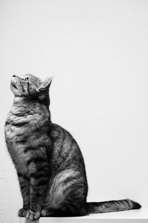 a black and white image of a cat with an indifferent look