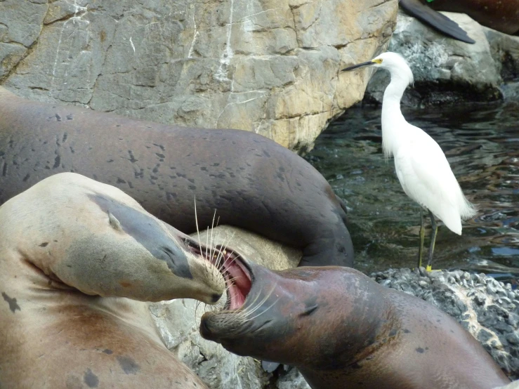 sea lions eating and standing around each other